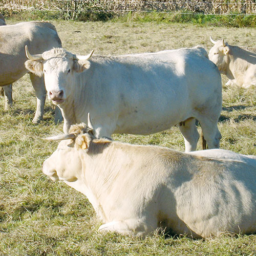 Blond d'Aquitaine