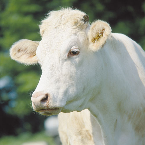 Charolais